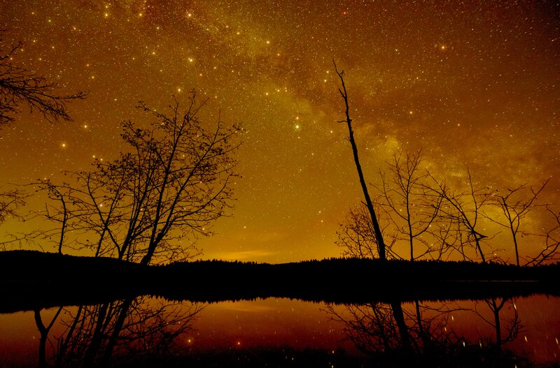 Silhouetted Trees at Night — Orange