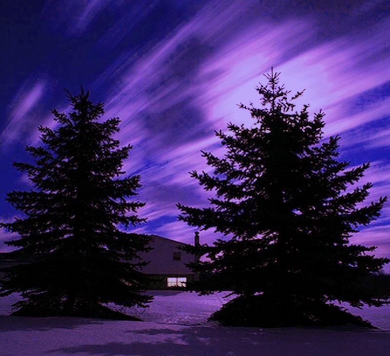 Silhouetted Trees at Night — Purple