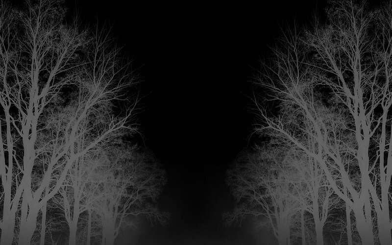 Silhouetted trees at night