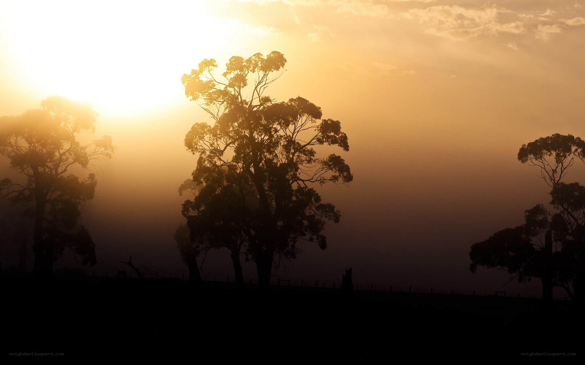 Silhouetted trees at sunrise