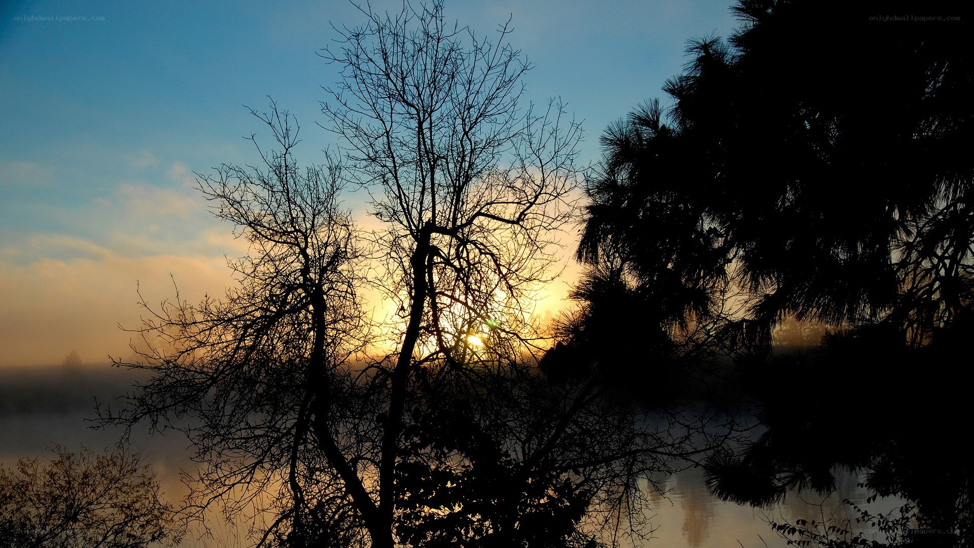 silhouetted trees at sunrise