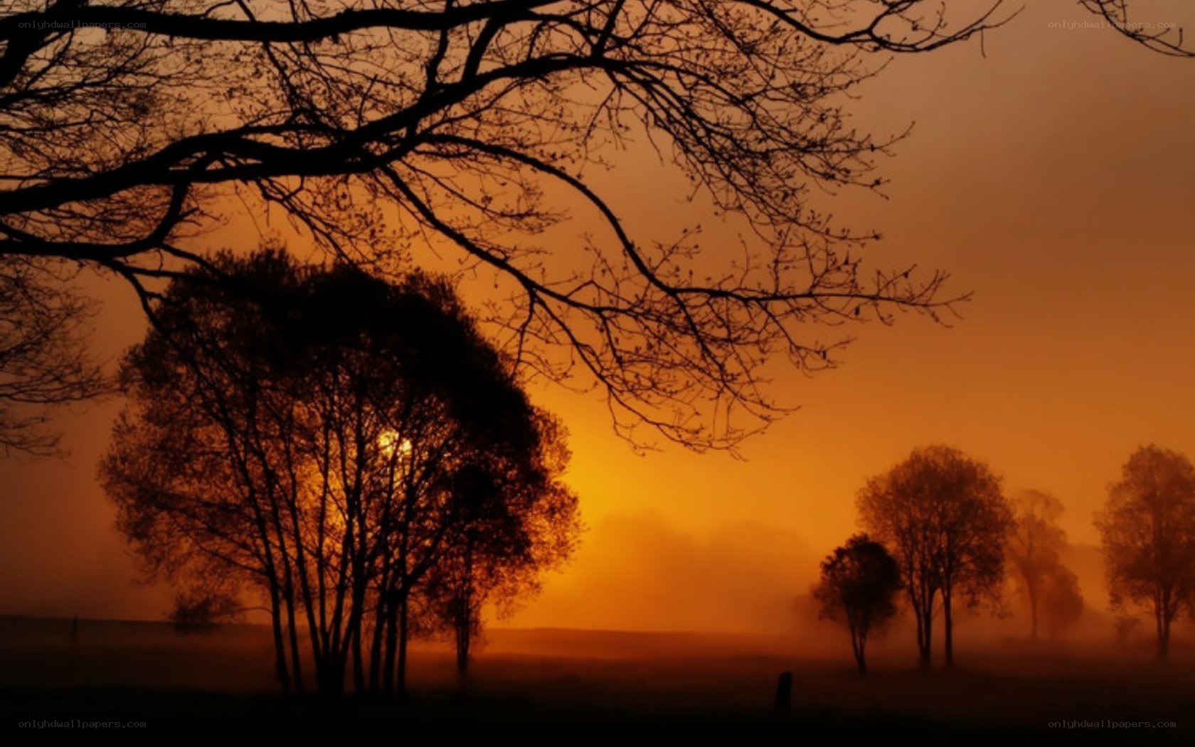 Silhouetted trees at sunrise
