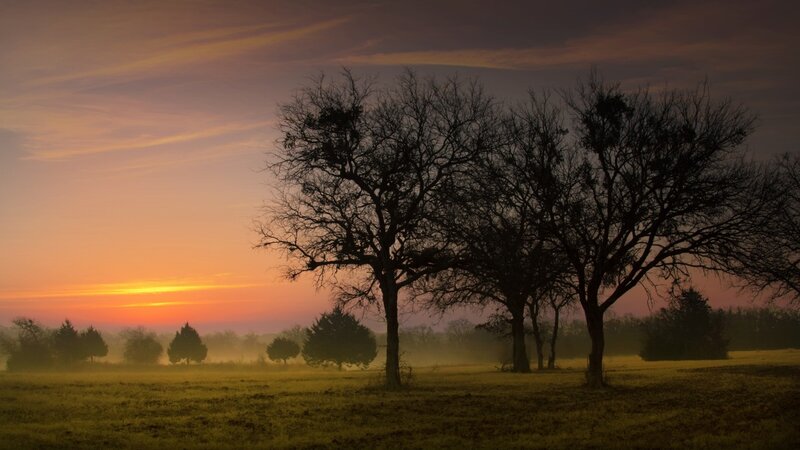 Silhouetted trees at sunrise