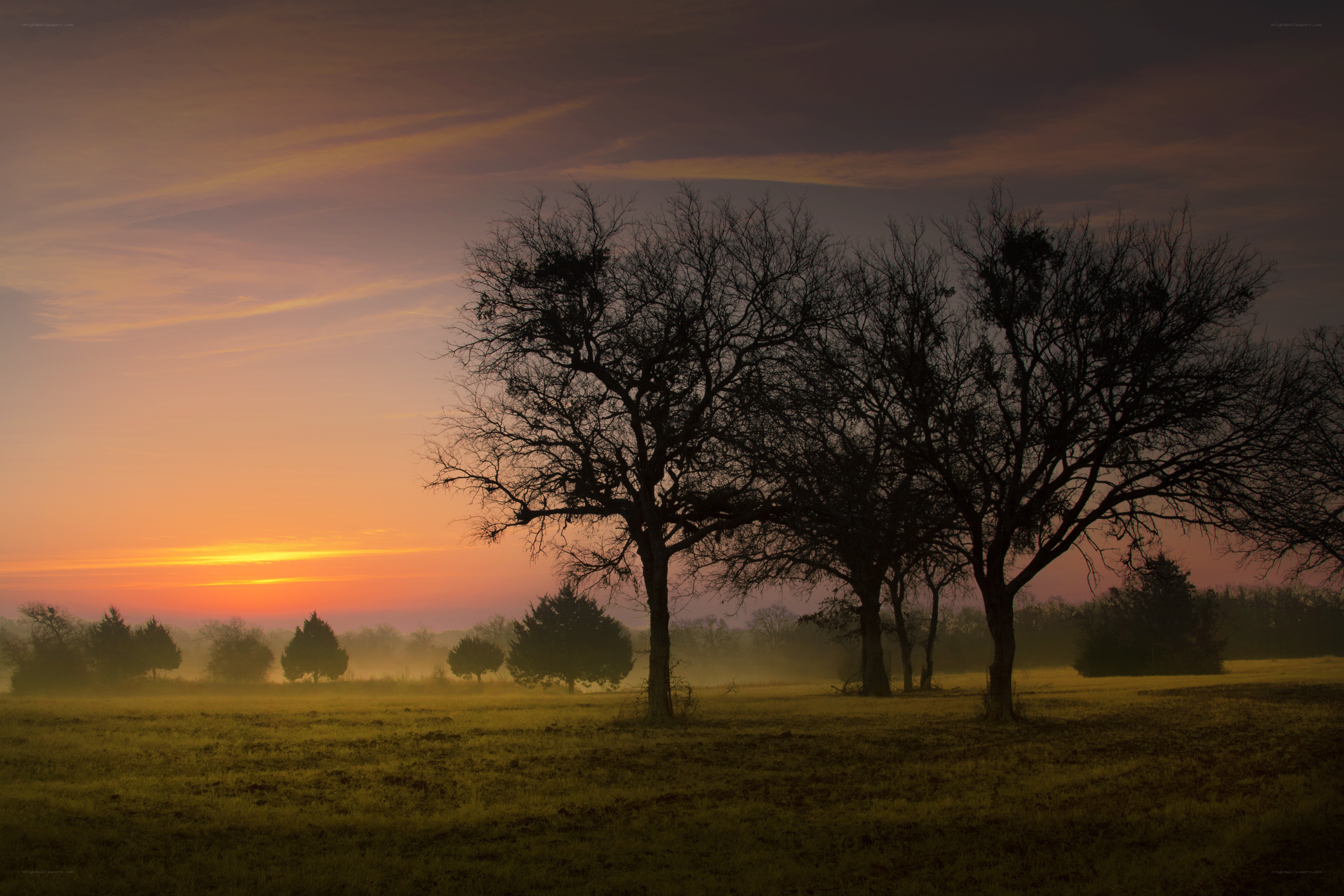Silhouetted trees at sunrise