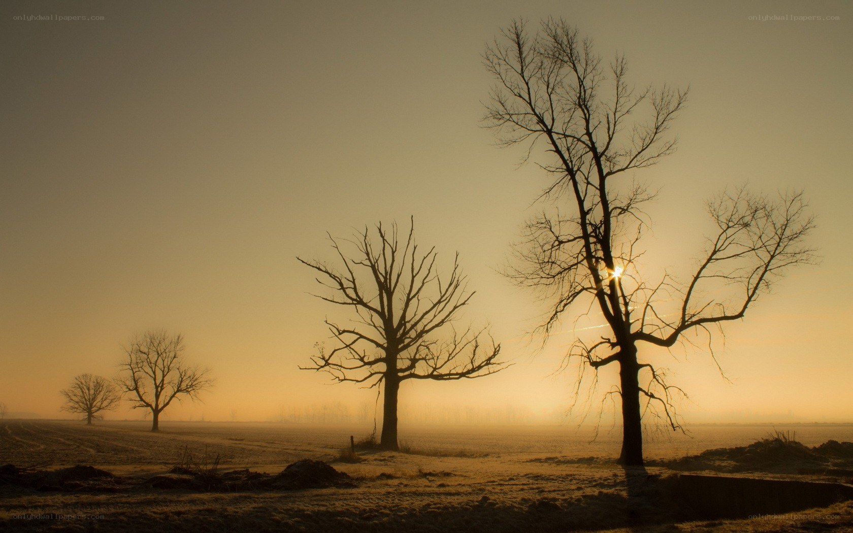 Silhouetted trees at sunrise