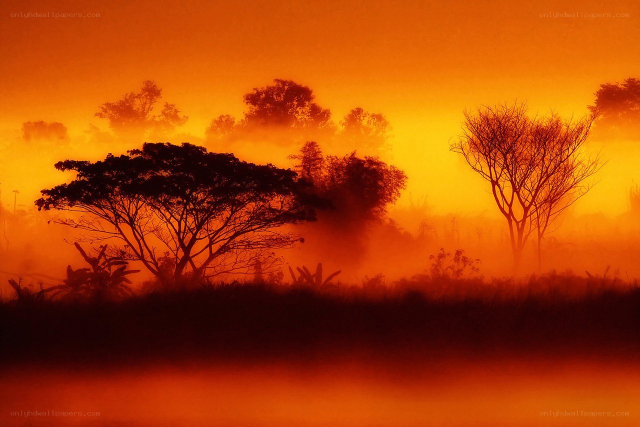 Silhouetted trees at sunrise
