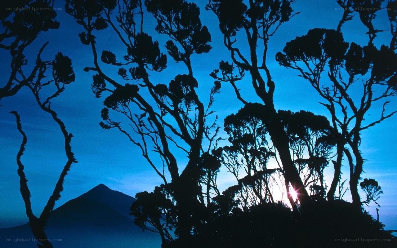 Silhouetted trees at sunrise