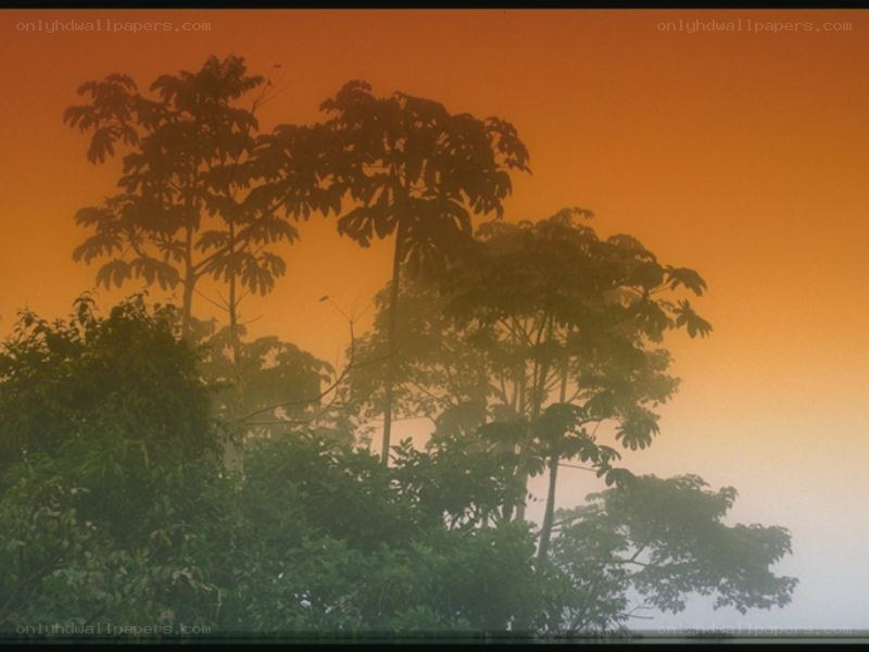 Silhouetted trees at sunrise