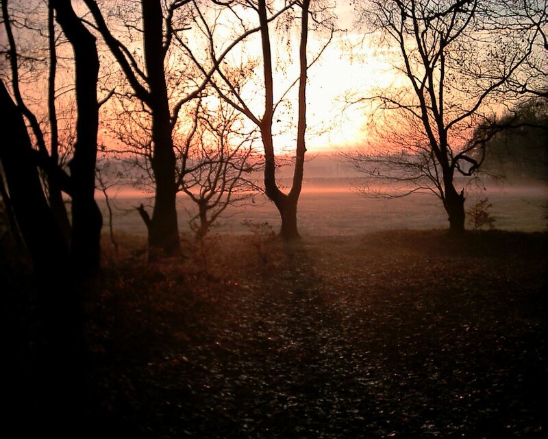 Silhouetted trees at sunrise
