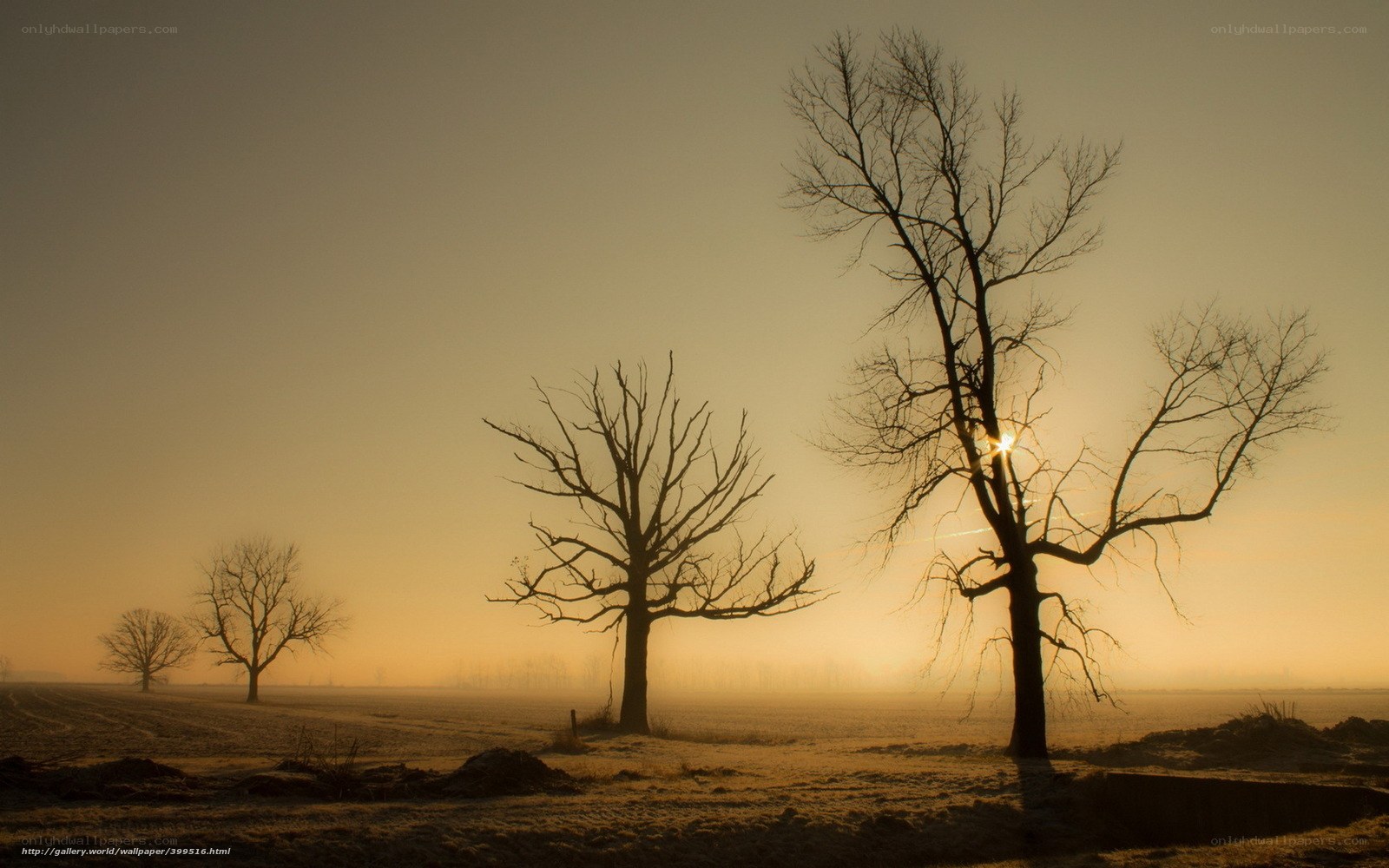 Silhouetted Trees at Sunrise