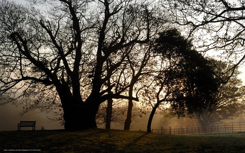 Silhouetted trees at sunrise