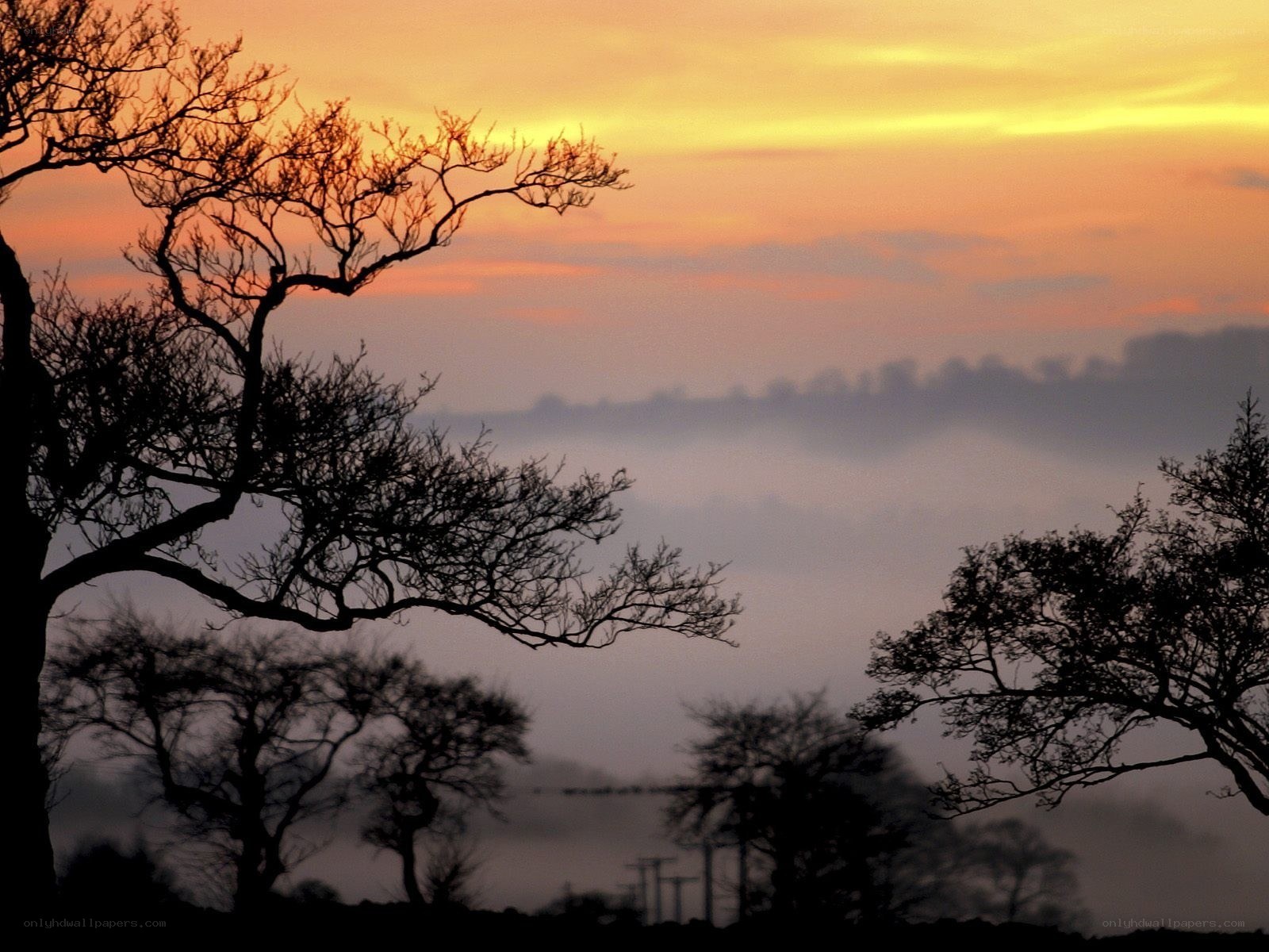Silhouetted trees at sunrise