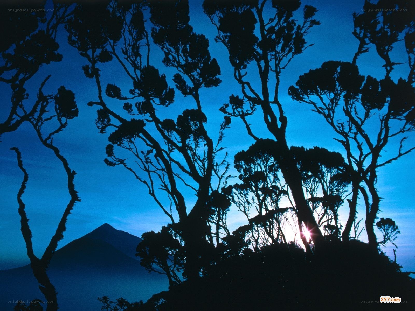 Silhouetted trees at sunrise