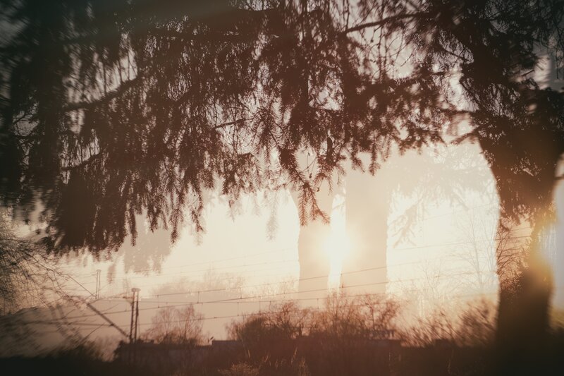 Silhouetted Trees at Sunrise — Brown