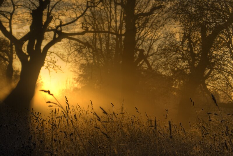 Silhouetted Trees at Sunrise — Gold, Serene, Photograph, Grass, Sun