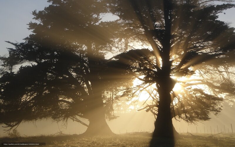 Silhouetted Trees at Sunrise — Gold, Serene