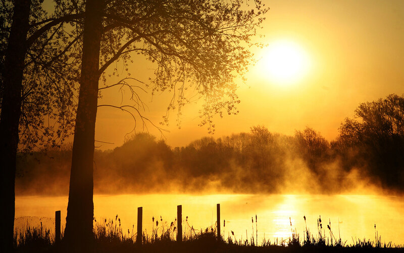 Silhouetted Trees at Sunrise — Gold