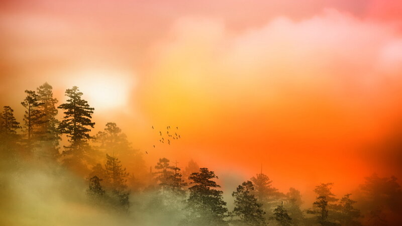 Silhouetted Trees at Sunrise — Orange, Dramatic, Photograph, Birds