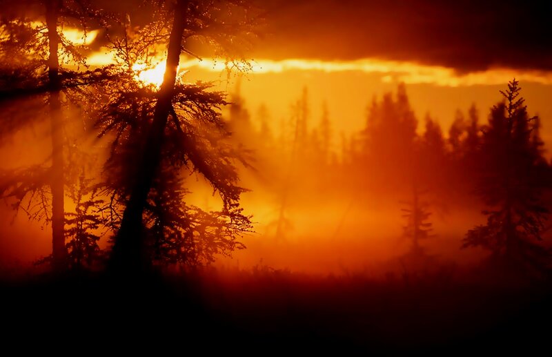 Silhouetted Trees at Sunrise — Orange, Dramatic, Photograph, Sun