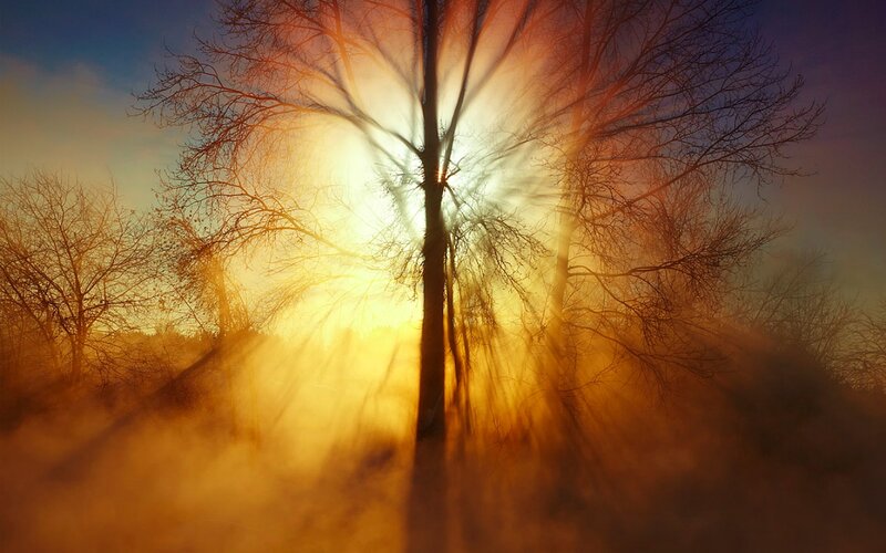 Silhouetted Trees at Sunrise — Orange, Dramatic, Photograph, Sunlight