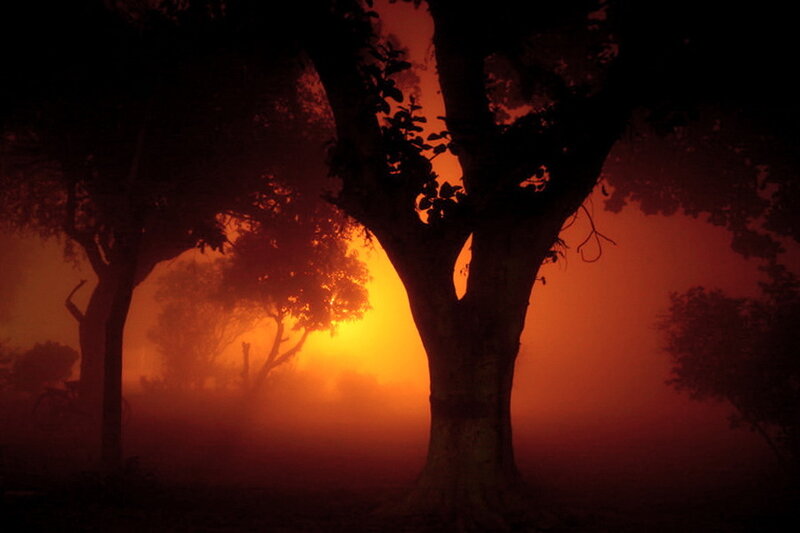 Silhouetted Trees at Sunrise — Orange, Dramatic, Photograph
