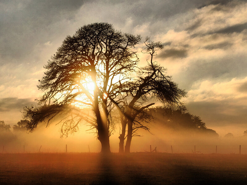 Silhouetted Trees at Sunrise — Orange, Dramatic
