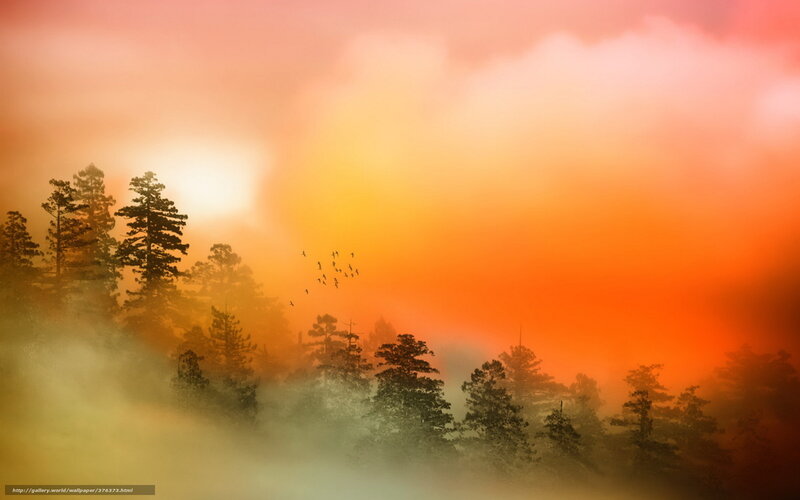 Silhouetted Trees at Sunrise — Orange, Serene, Photograph, Birds