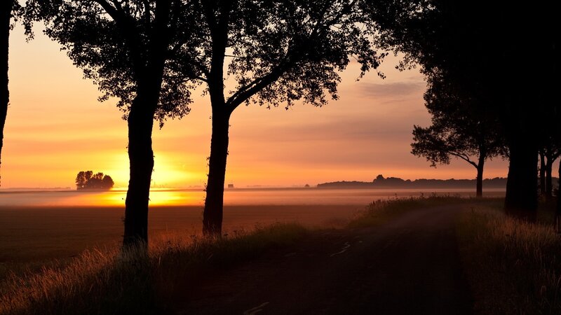 Silhouetted Trees at Sunrise — Orange, Serene, Photograph, Field, Road