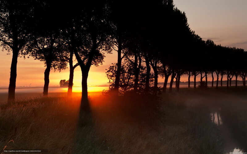 Silhouetted Trees at Sunrise — Orange, Serene, Photograph, Fog, River