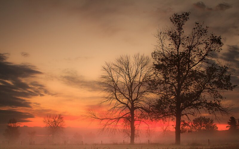 Silhouetted Trees at Sunrise — Orange, Serene, Photograph, Fog, Sky, Field, Red, Brown