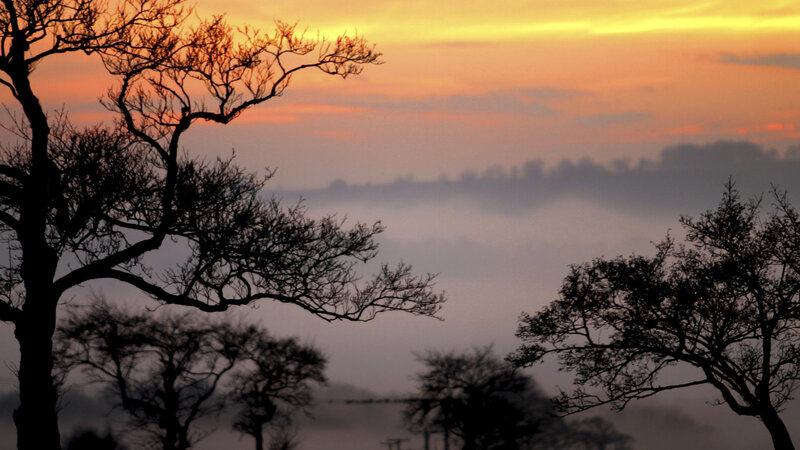 Silhouetted Trees at Sunrise — Orange, Serene, Photograph, Fog, Sky
