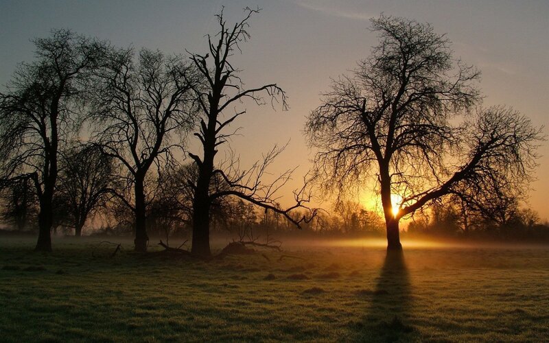 Silhouetted Trees at Sunrise — Orange, Serene