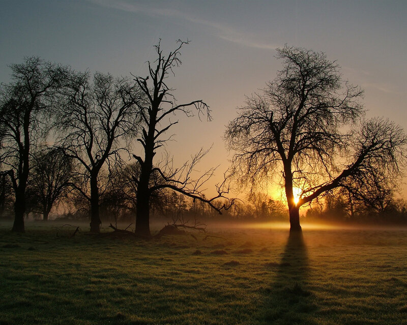 Silhouetted Trees at Sunrise — Orange