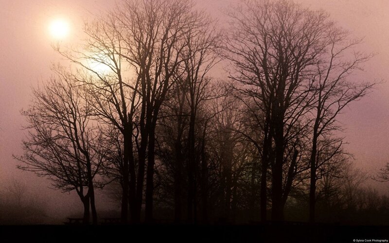 Silhouetted Trees at Sunrise — Pink, Serene