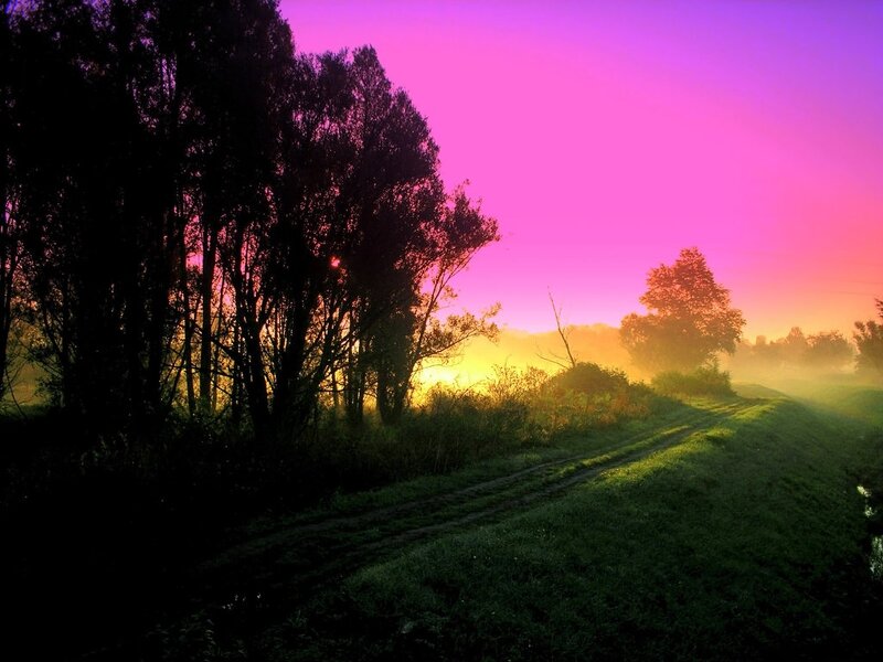 Silhouetted Trees at Sunrise — Pink
