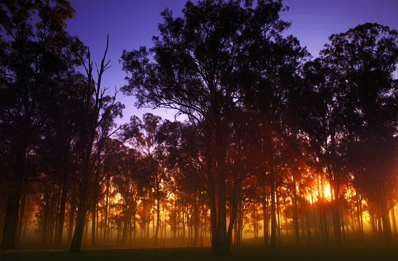 Silhouetted Trees at Sunrise — Purple