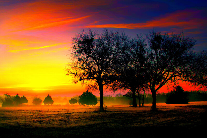 Silhouetted Trees at Sunrise — Yellow, Dramatic