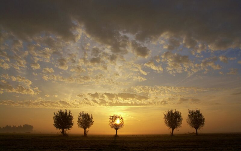 Silhouetted Trees at Sunrise — Yellow, Serene, Photograph, Sun, Clouds, Field