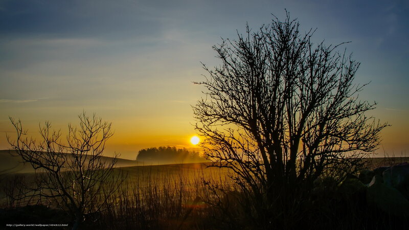 Silhouetted Trees at Sunrise — Yellow, Serene, Photograph, Sun, Hills