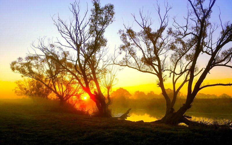 Silhouetted Trees at Sunrise — Yellow, Serene