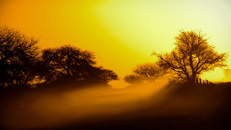 Silhouetted Trees at Sunrise — Yellow