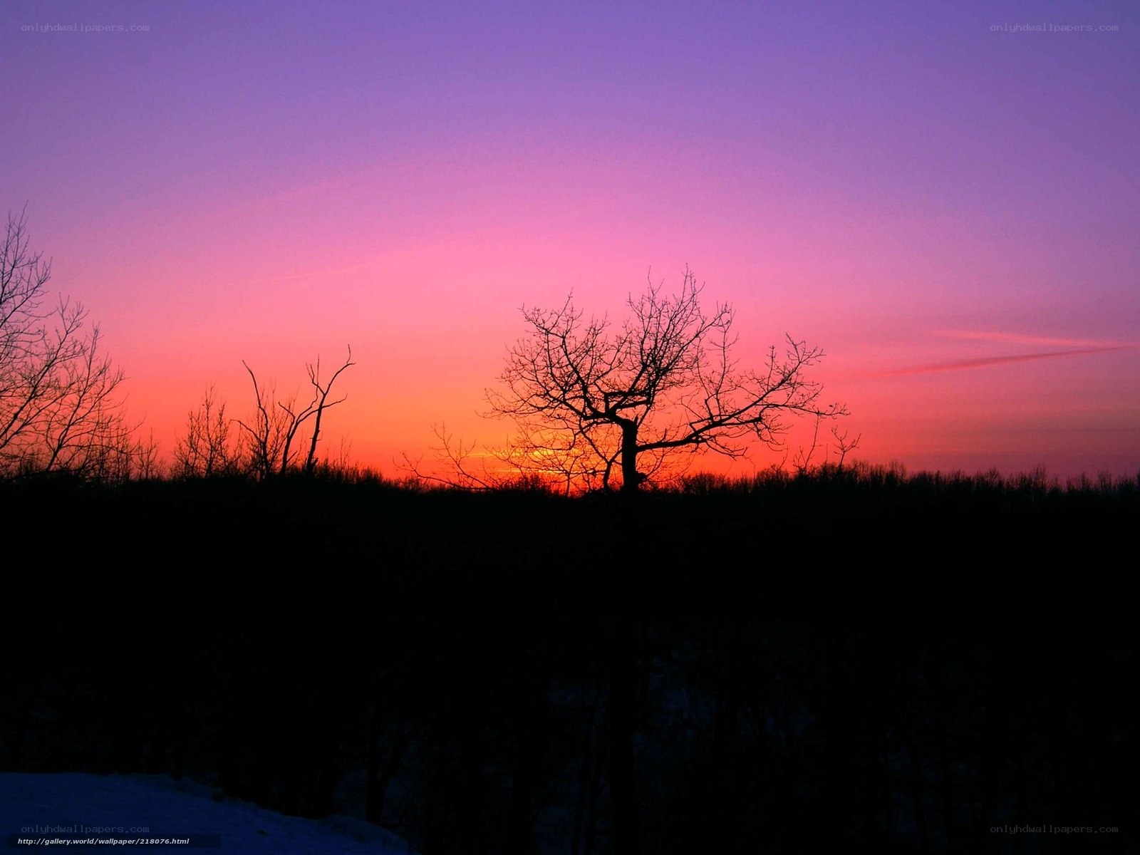 Silhouetted trees at sunset