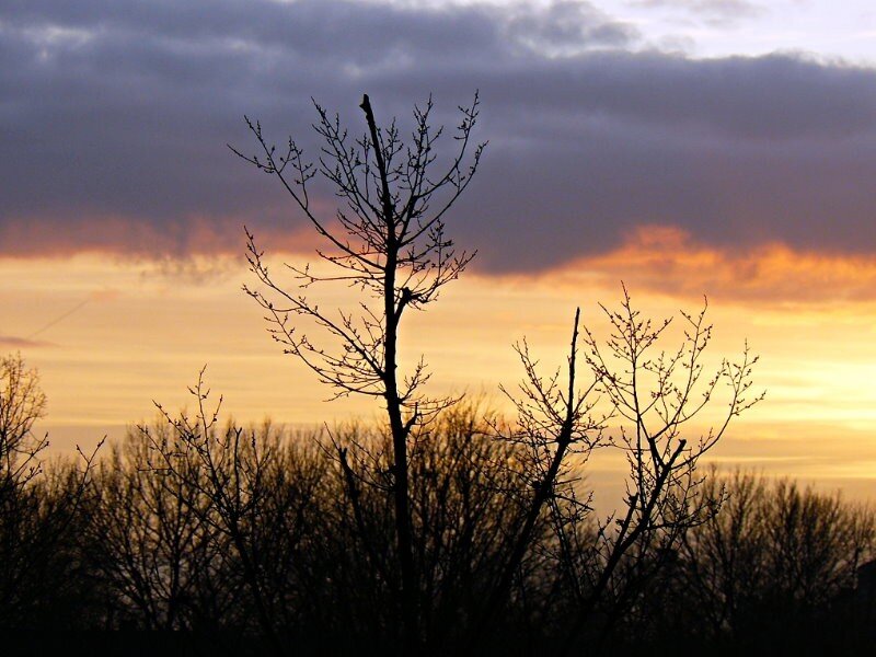 Silhouetted trees at sunset