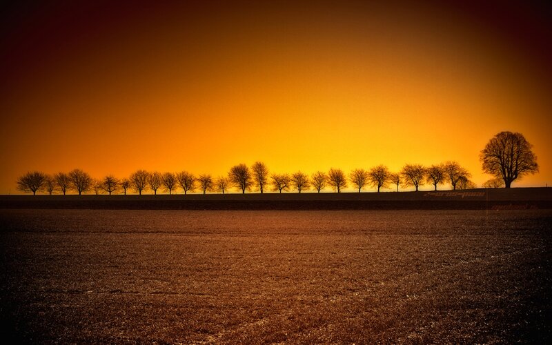 Silhouetted trees at sunset