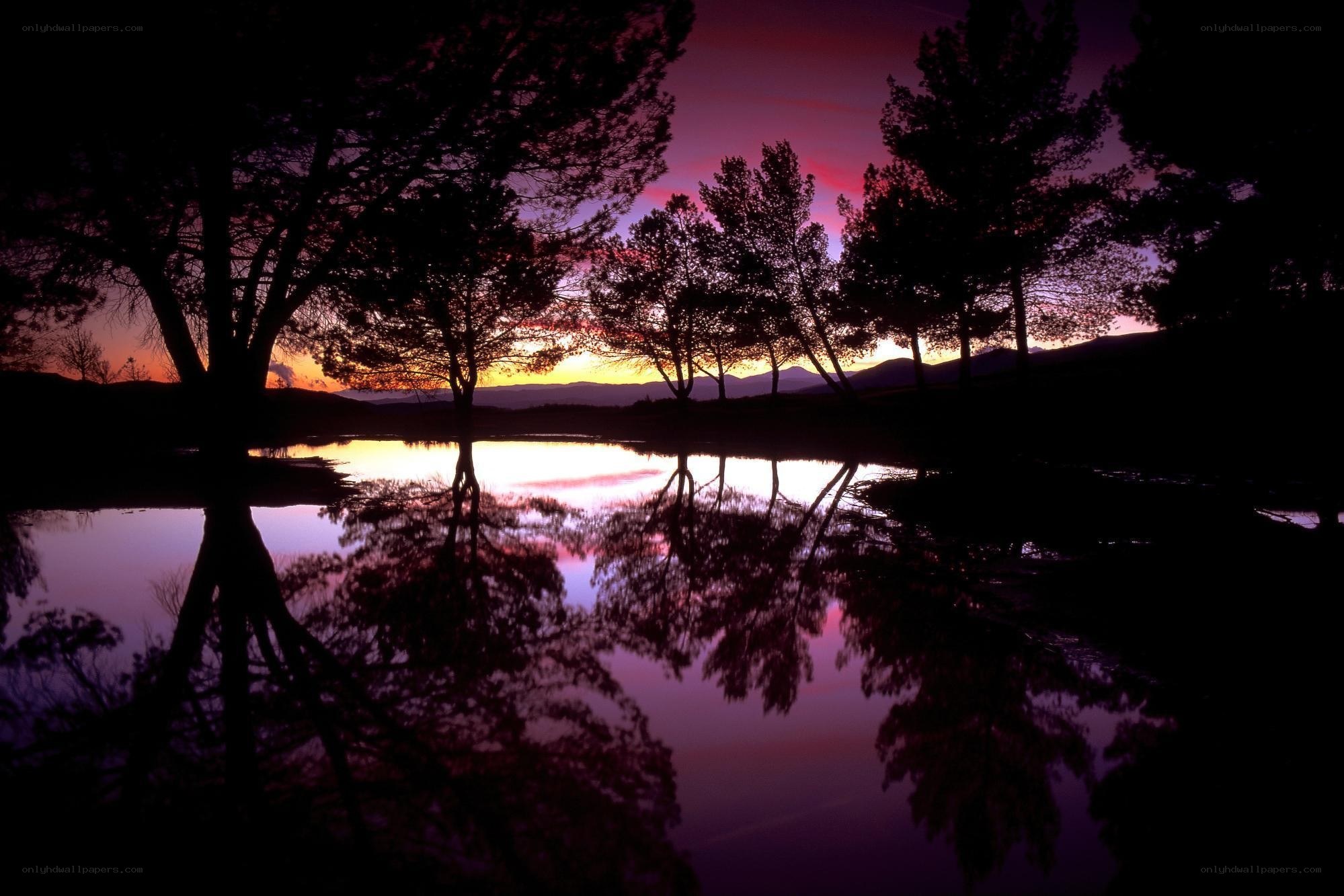 Silhouetted trees at sunset