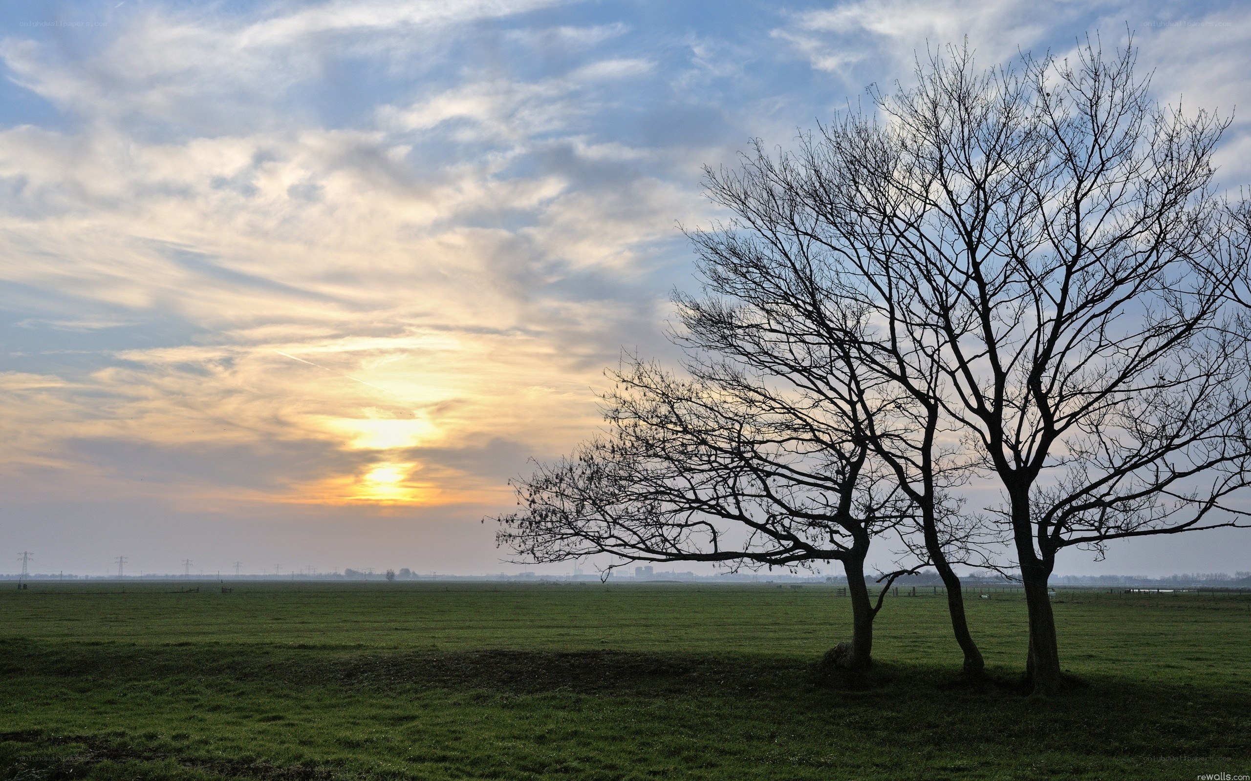 Silhouetted trees at sunset