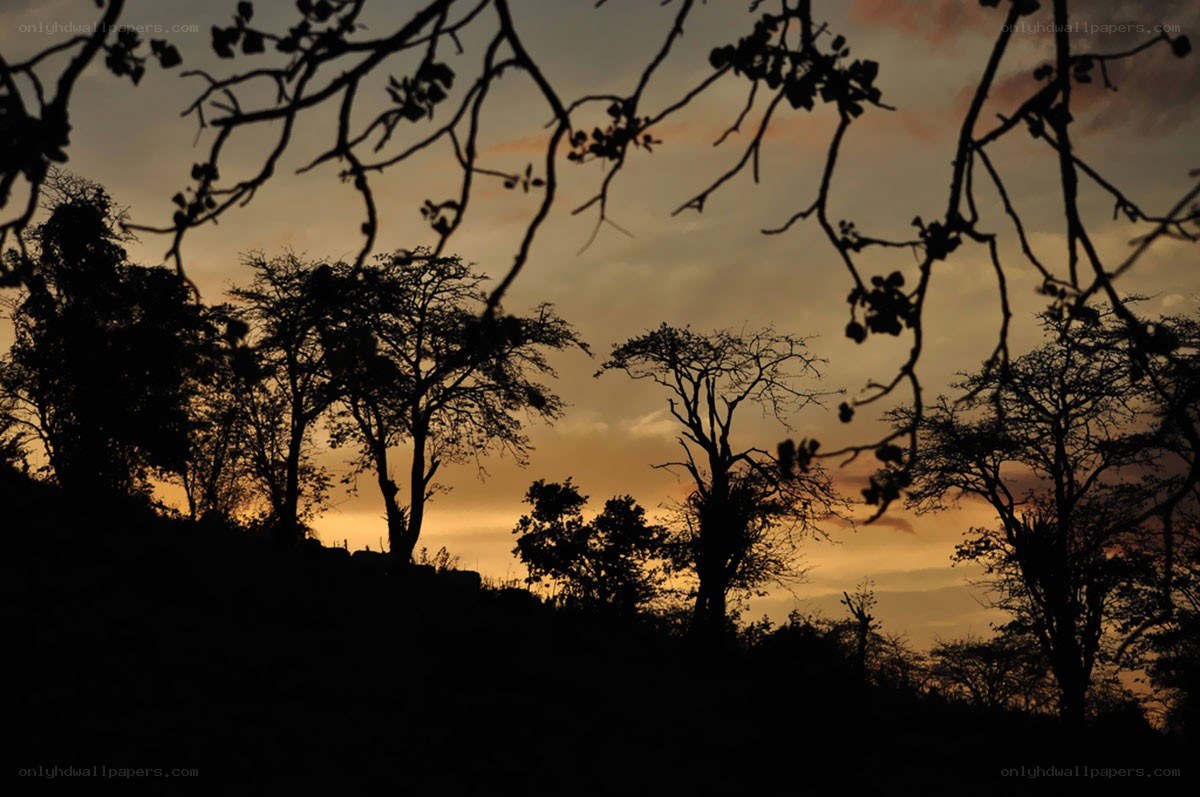 Silhouetted trees at sunset