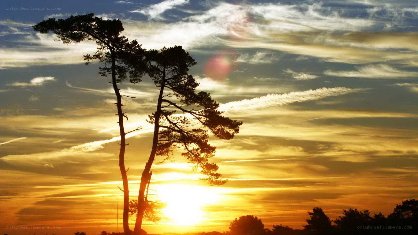 Silhouetted trees at sunset