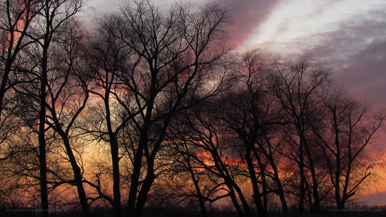 silhouetted trees at sunset