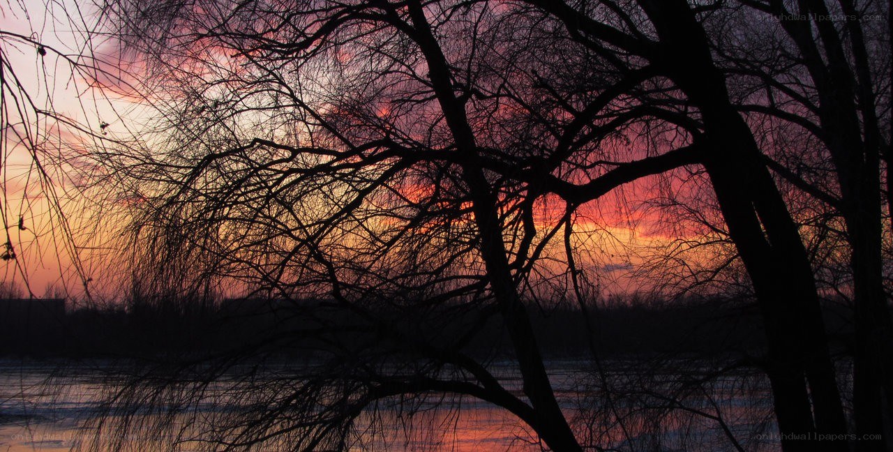 Silhouetted trees at sunset